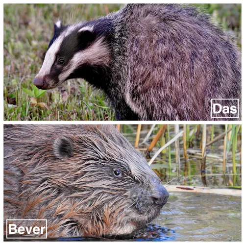 das en bever pixabay fotor