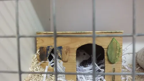 dierenambulance nijmegen 10