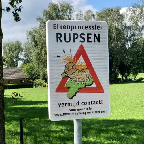 eikenprocessierups stein