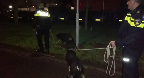 honden zandweg 01