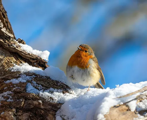 jon pauling pixabay roodborstje robin 5952346 1280