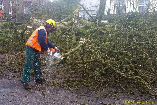 kastanjebomen kasteellaan 00