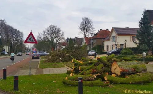 kastanjebomen kasteellaan 02
