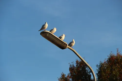 lantaarnpaal met meeuwen