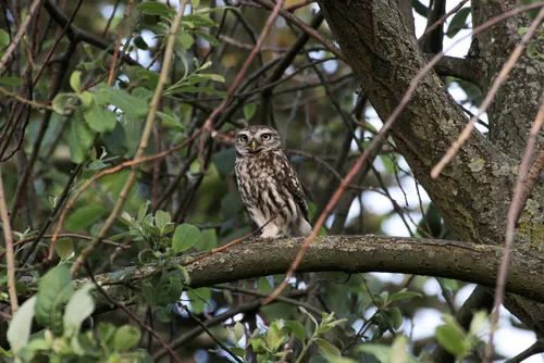 little owl 6234209 1280