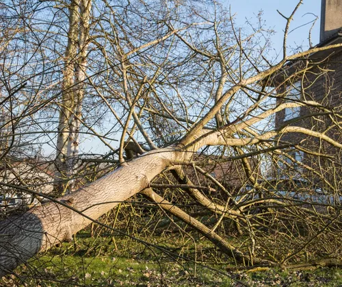 omgewaaide boom kopie