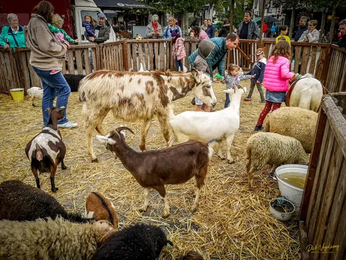paardenmarkt wijchen 2019 13