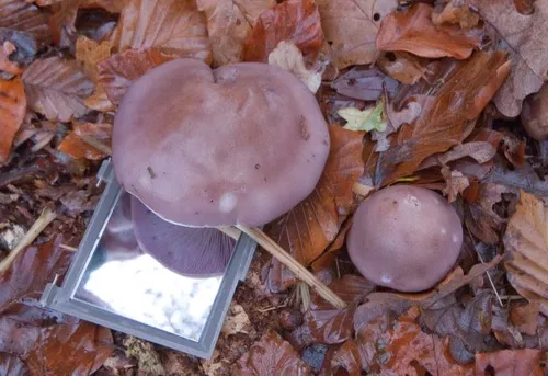 paddestoelen jennie burgers