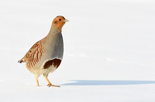 patrijs bronverm jordy houkes dsc 7769 00012