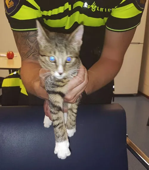 poesje de schoenaker ficarystraat 02