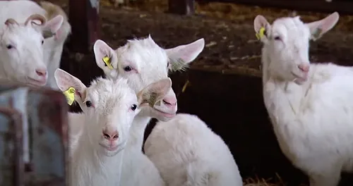 q koorts onderzoekschermc2adafbeelding 2024 03 05 om 102