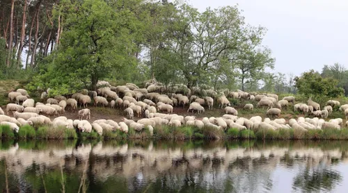 schapen 02