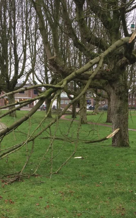 stormschade wijchen 180117 06