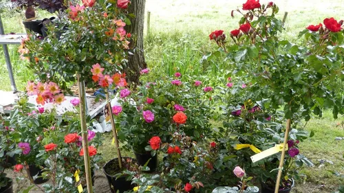 tuinmarkt hernen 01 e1559675148586