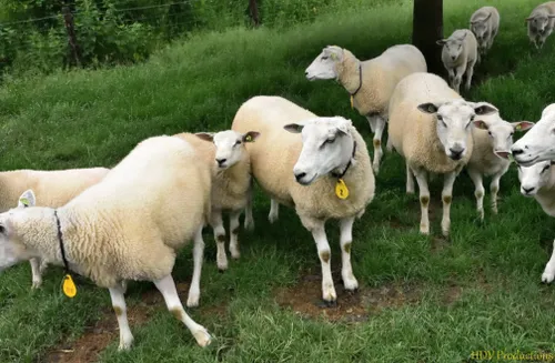 vrijwilligersdag hagert 2018 02