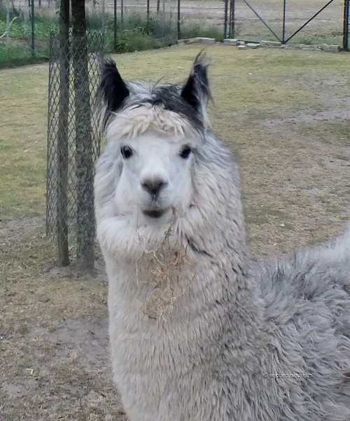 woezik in beeld lama