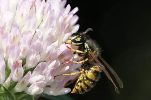 gewone wesp op bloem