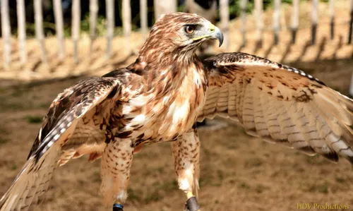 batenburgse dag 2018 9