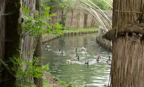 De eendenkooi in Batenburg. Foto: GLK