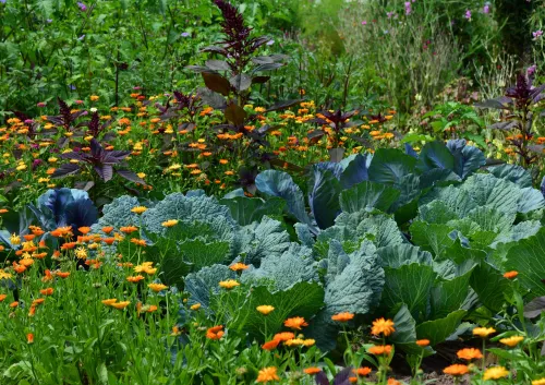 oogstseizoen afbeelding