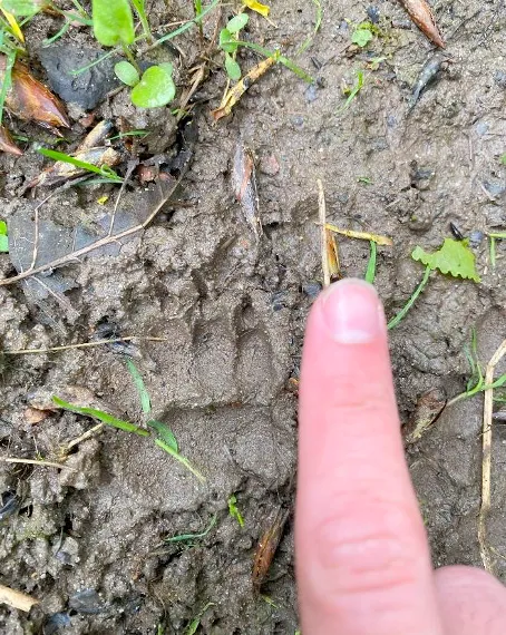 Een dassenprent in het gebied bij Teersdijk. Uit: 'Rapportage ecologisch onderzoek das, Teersdijk Wijchen', Sweco, april 2025