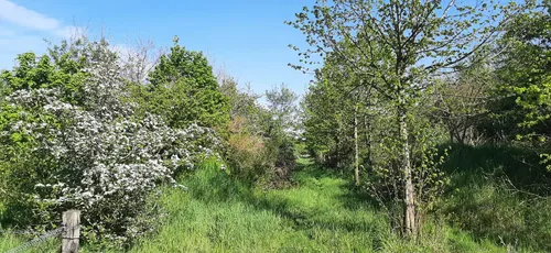 Hagen op het terrein van Van den Hoogen. Foto: Stichting Landschapsbeheer Gelderland