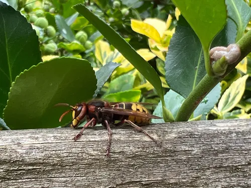 Europese hoornaar op schutting augustus 2025-2 - Nathan Veenstra