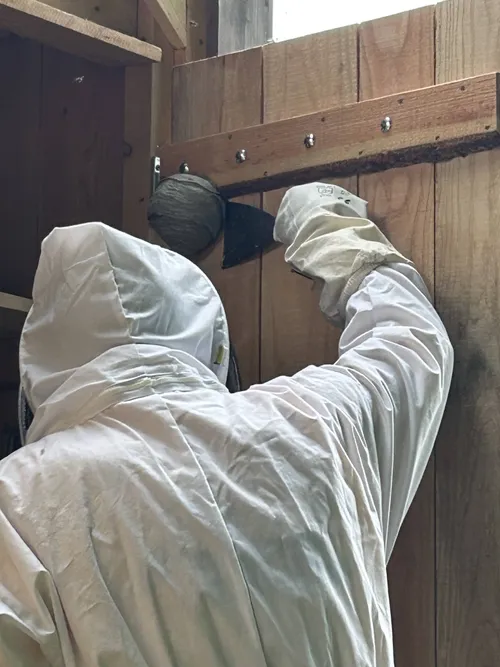 Wespenconsulent steekt nest los van houten deur - M. Shuthof