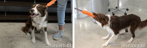 20180809 hoo hondensport 006a