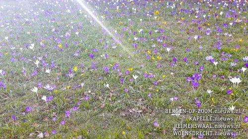 20190226 hoo bloemen