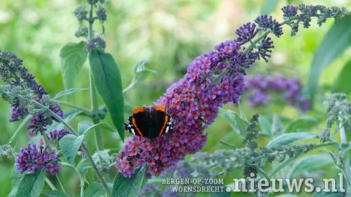 20200715 woe biodiversiteit 002