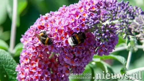 20200715 woe biodiversiteit 003