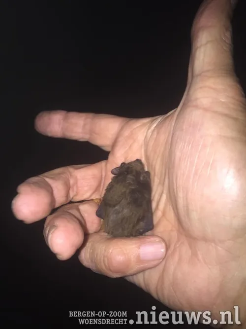 20210303 woe vleermuisje 003