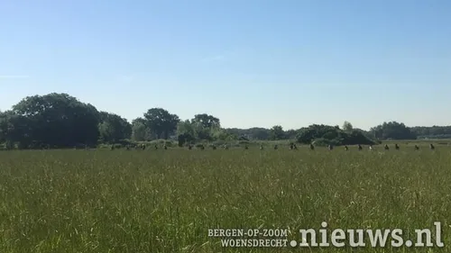 20210614 alg hertjes redden 005a