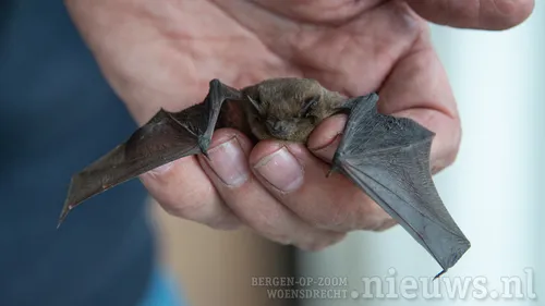 20240329 leo boz vleermuis roel 002