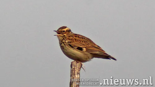 boomleeuwerik 180922 kalmthoutse heide bis