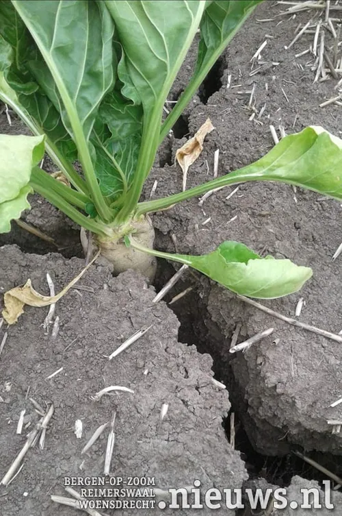 droogte verdroogde suikerbiet in kleigrond