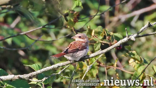 grauwe klauwierbram vogels