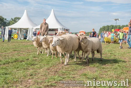 wbd 2018 schapenhoeder