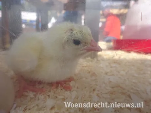 20190908 woensdrechtse boerendag 010