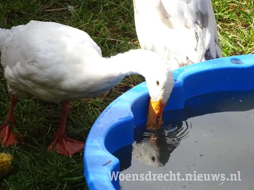 20190908 woensdrechtse boerendag 011