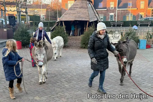 Ezeltjes bij de levende kerststal