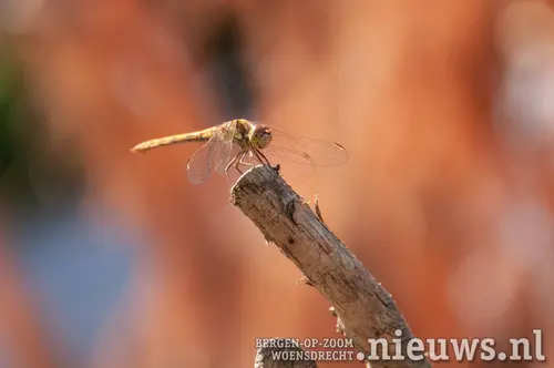 Libelle op Anja's werk
