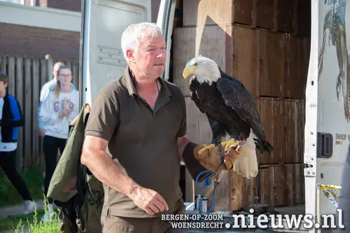 Roofvogels op de parkeerplaats