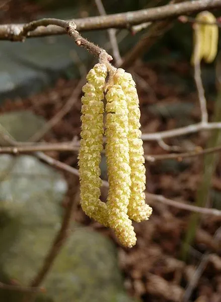 439px haselnusskaetzchen