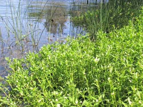 alternanthera philoxeroides