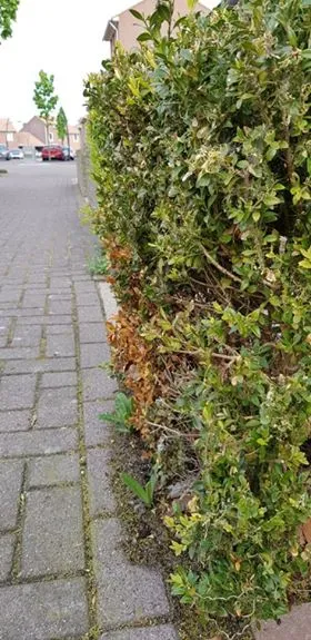 buxus 4