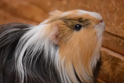 cavia