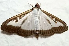 cydalima perspectalis 011997