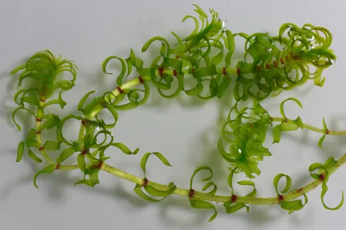 elodea nuttallii